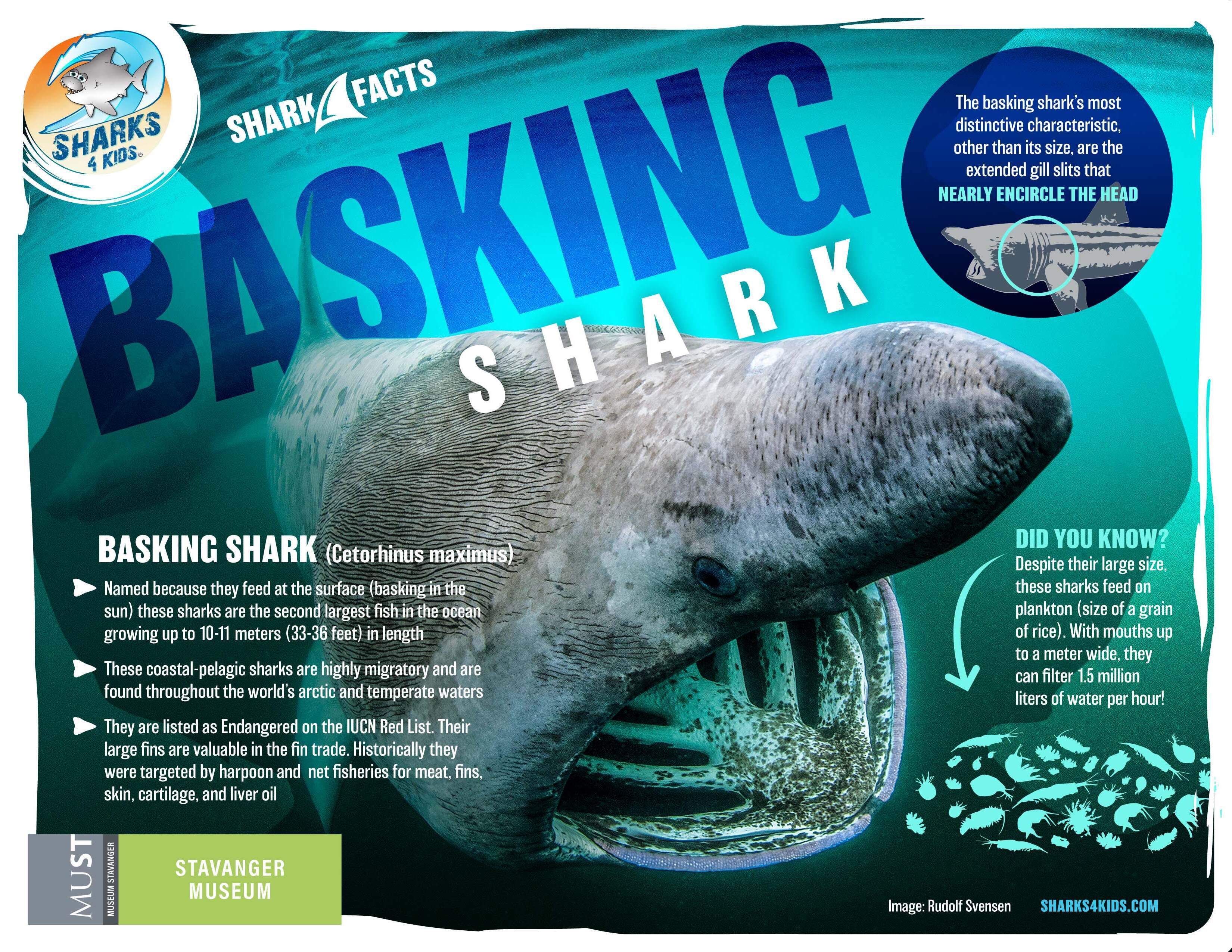 Basking shark Fact sheet