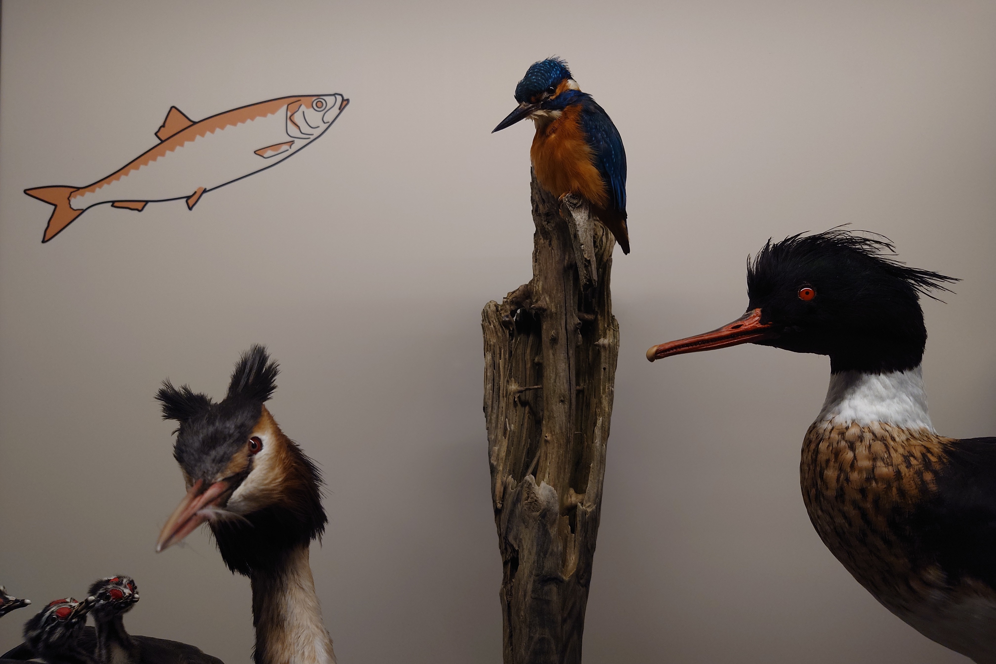 Birds that eat fish