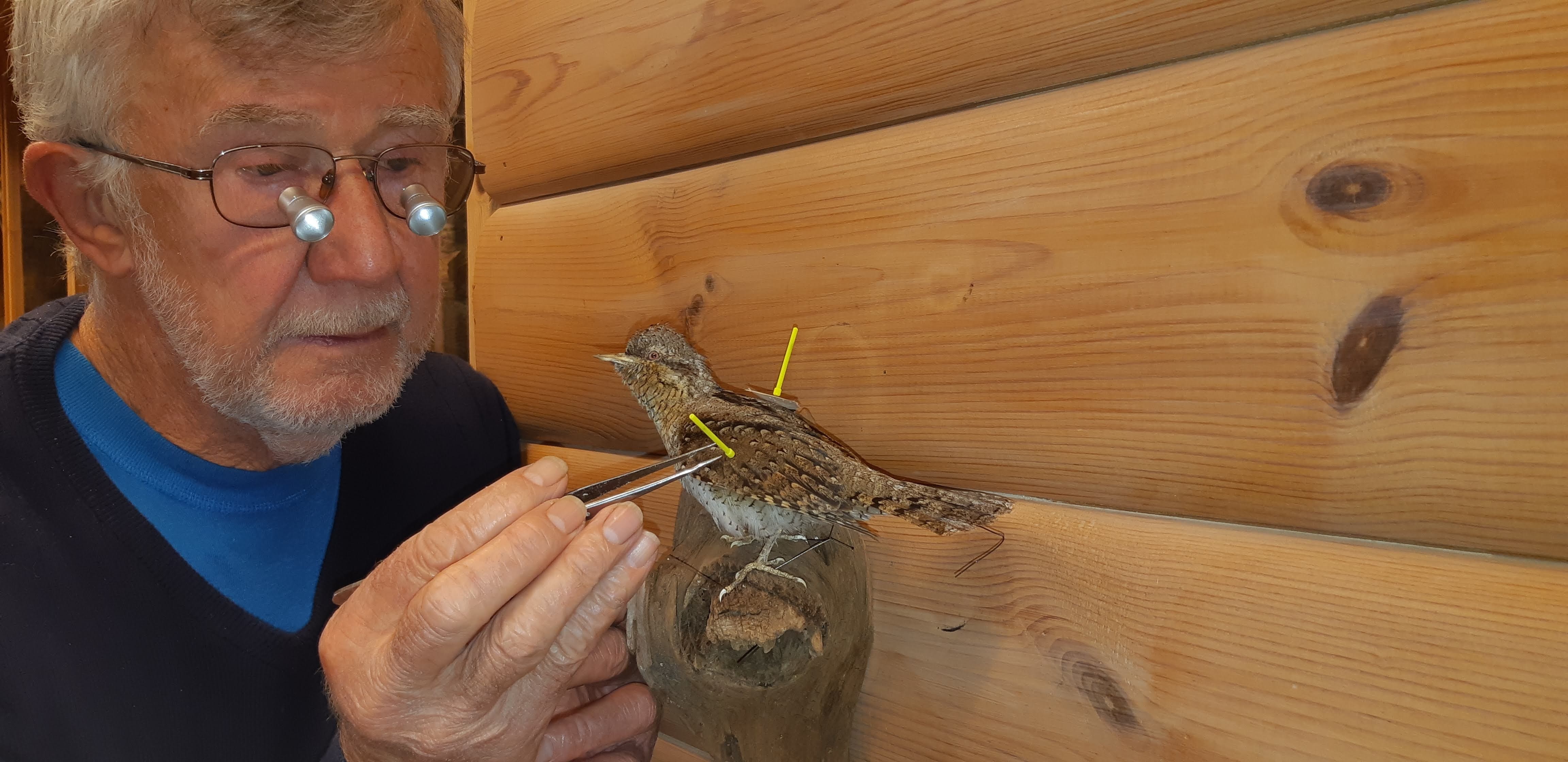 Taxidermist at work
