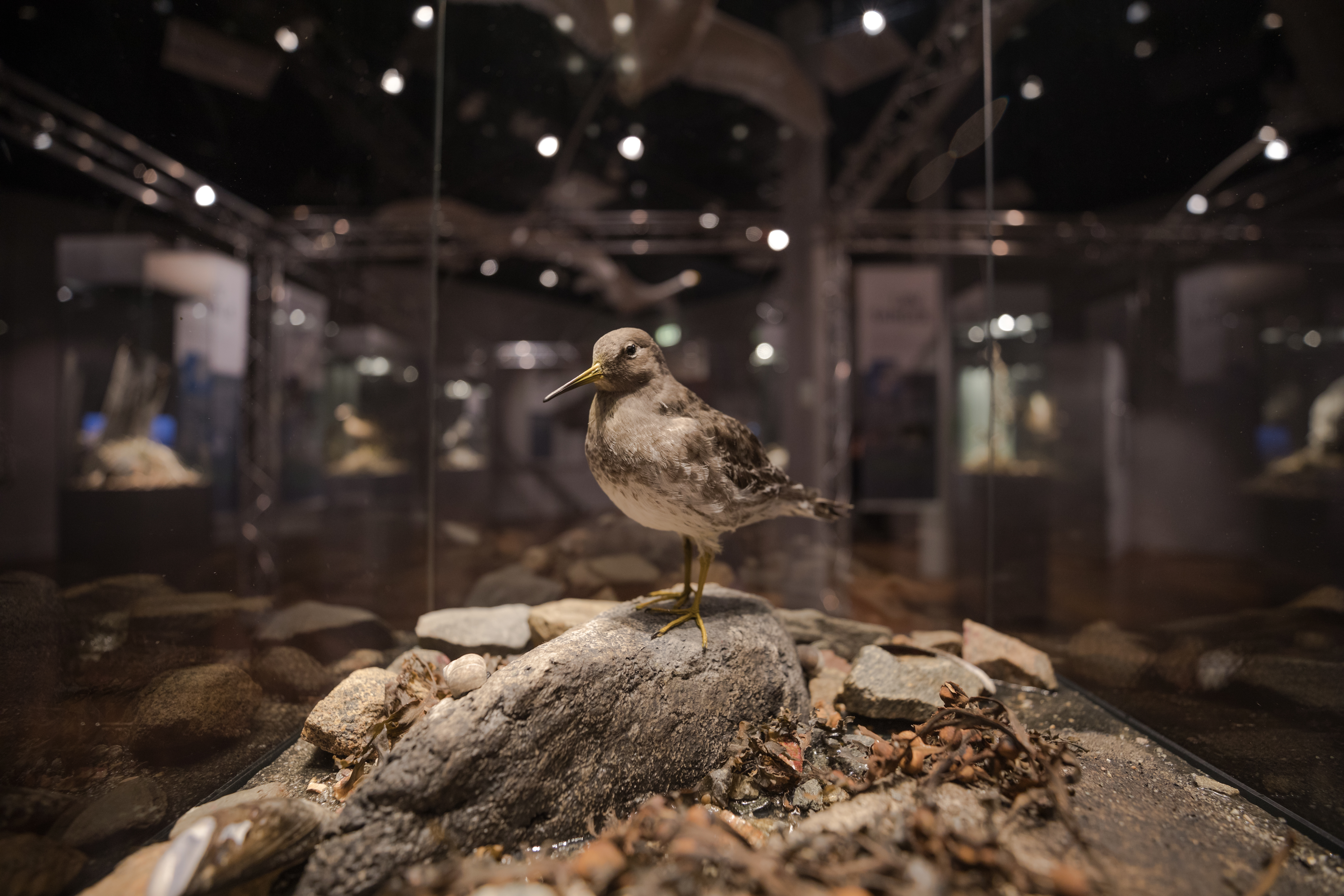 Purple sandpiper. Photo: Oddbjørn Erland Aarstad / MUST.