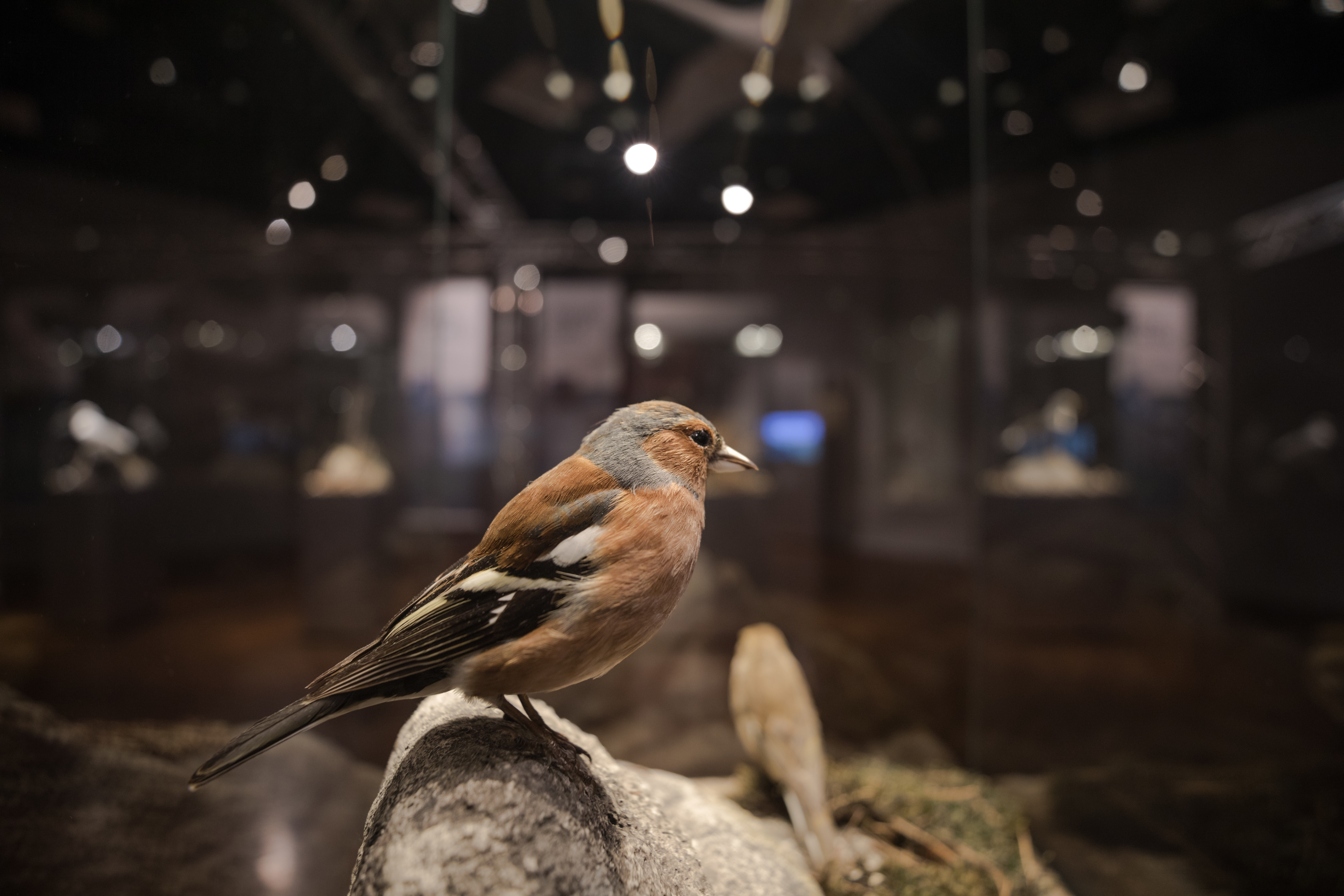 Chaffinch. Photo: Oddbjørn Erland Aarstad / MUST.