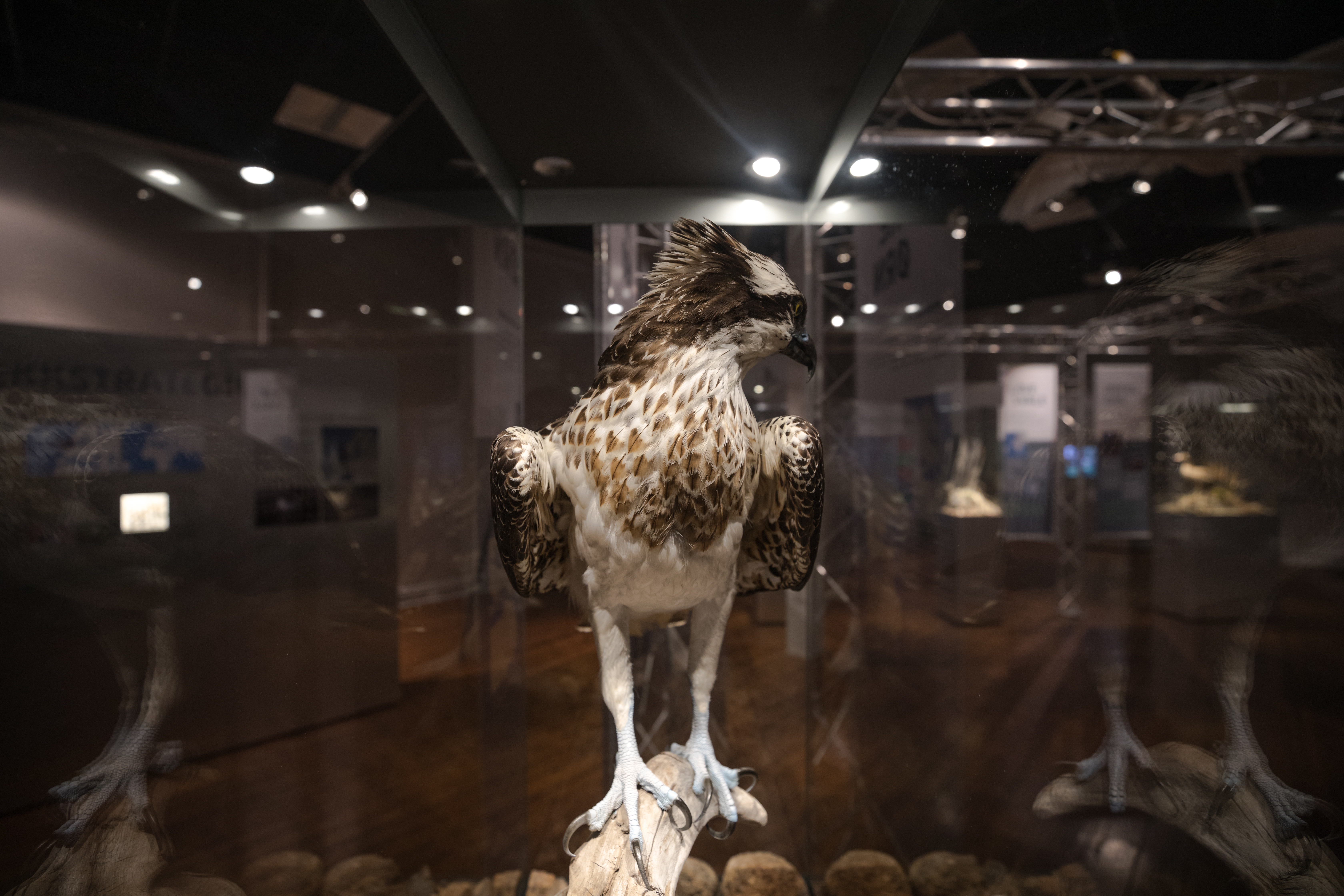 Osprey. Photo: Oddbjørn Erland Aarstad / MUST.