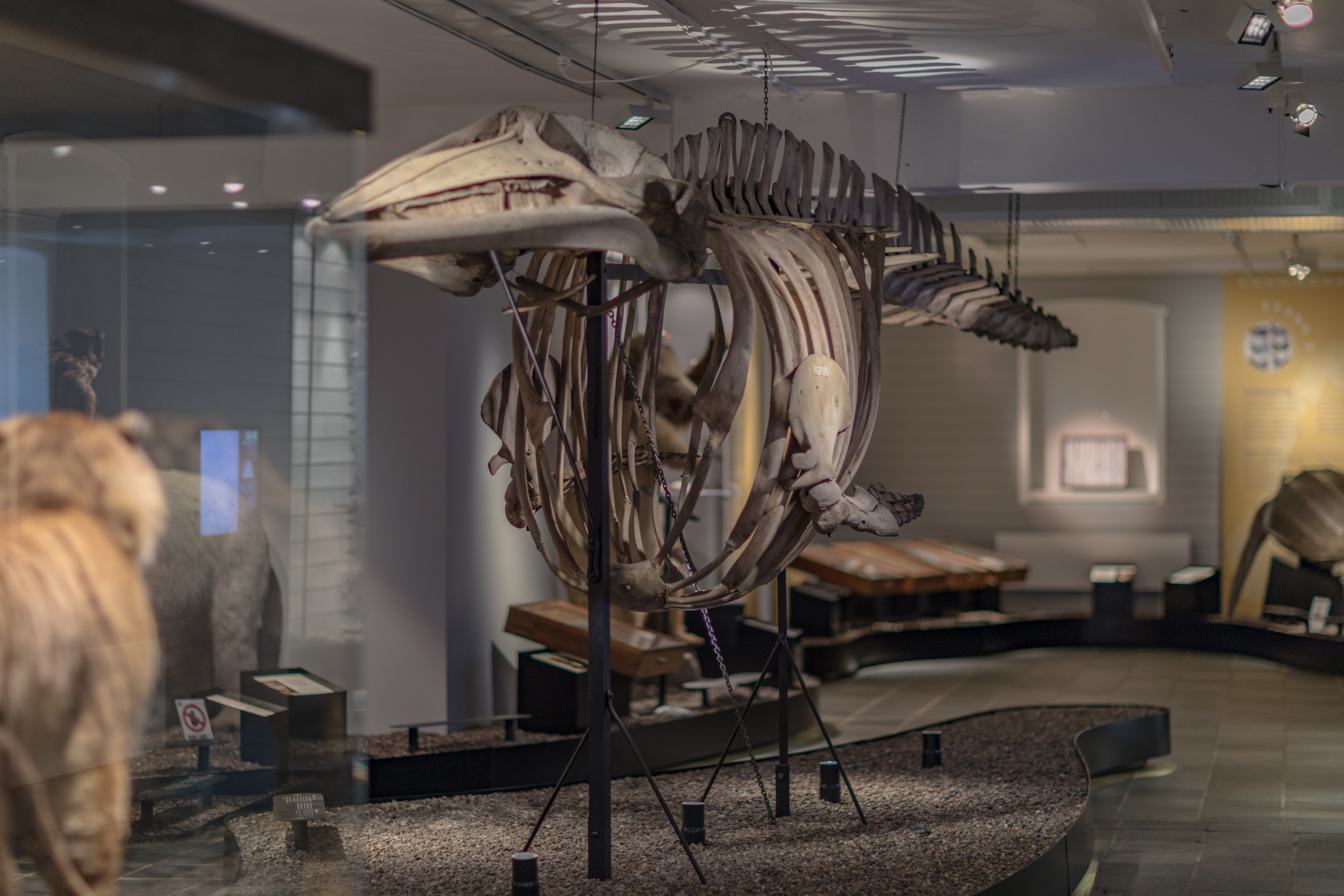 Minke Whale from the Gandsfjord 1884. Photo: Oddbjørn Erland Aarstad / MUST.