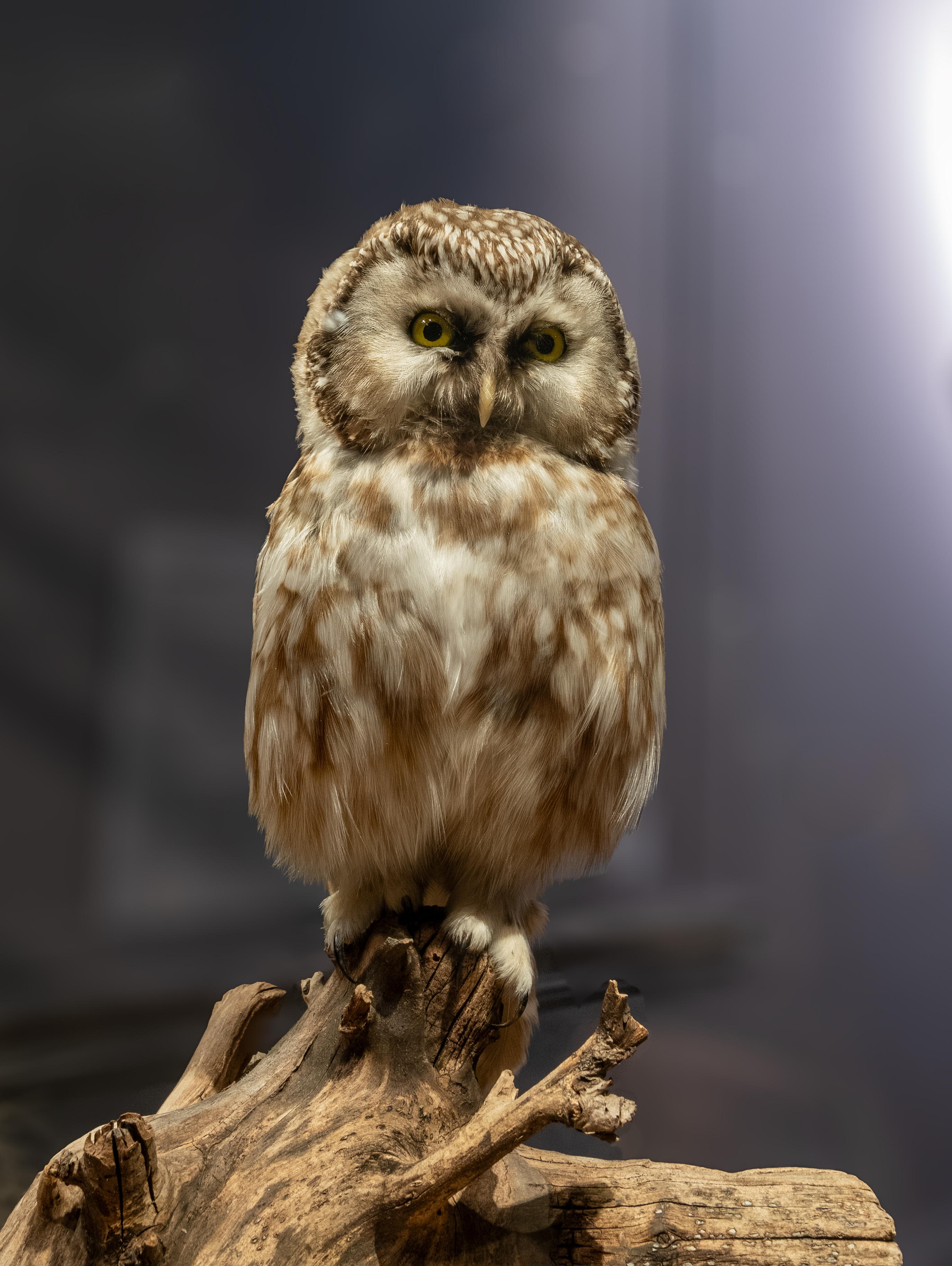 Boreal owl