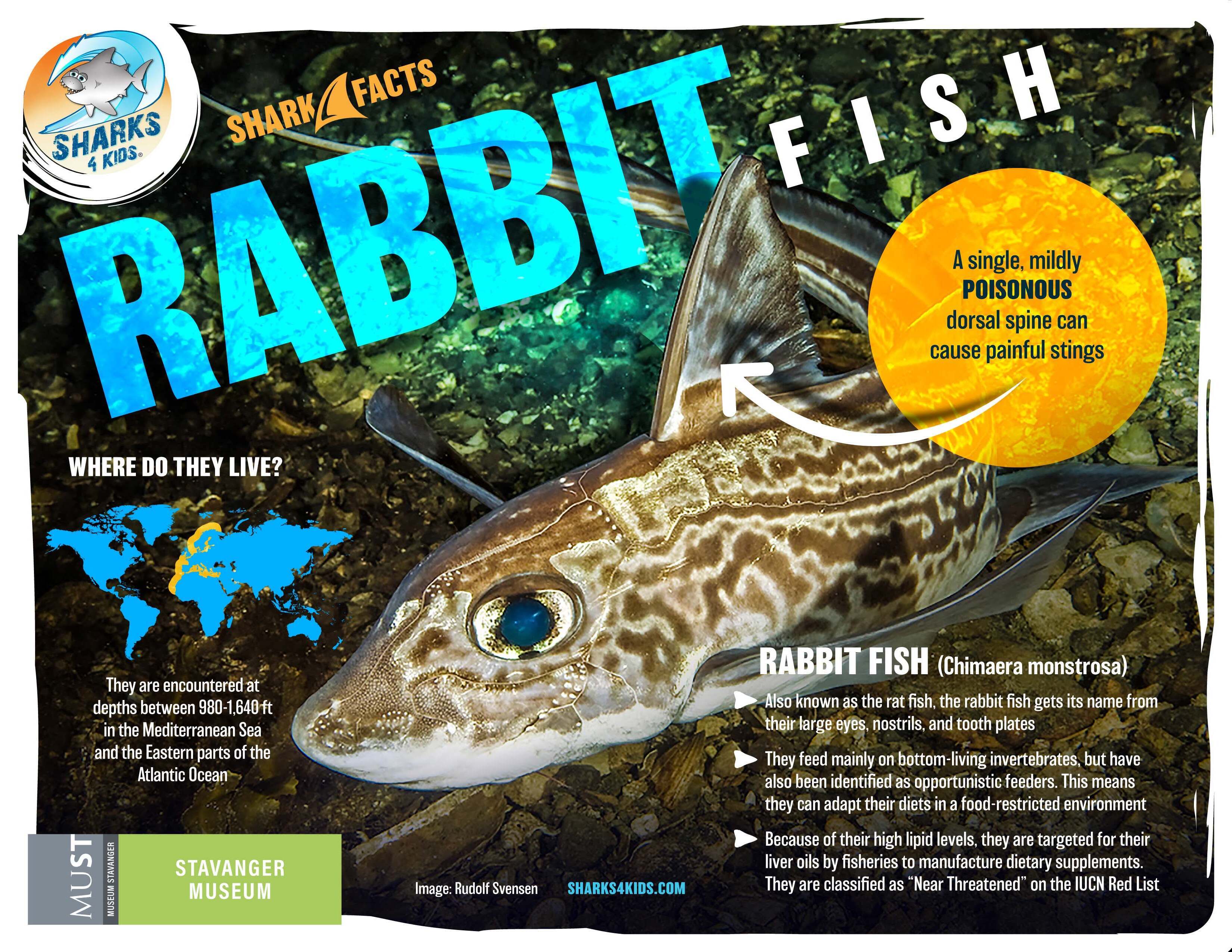 Rabbit fish Fact sheet