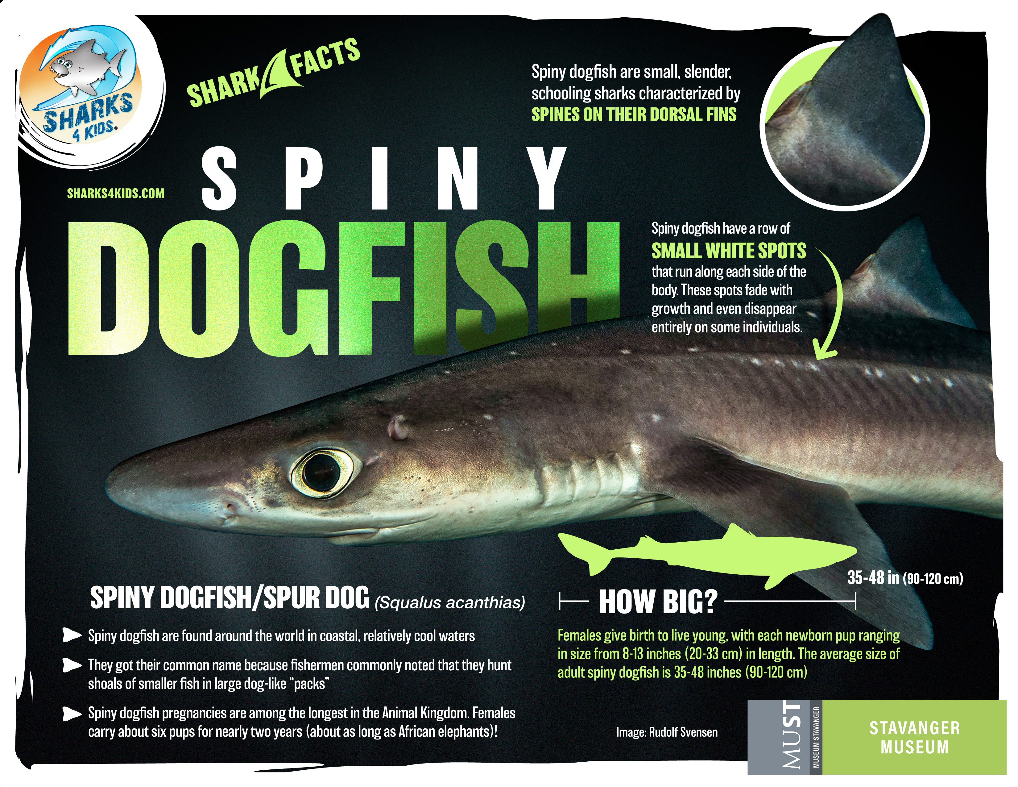 spiny dogfish