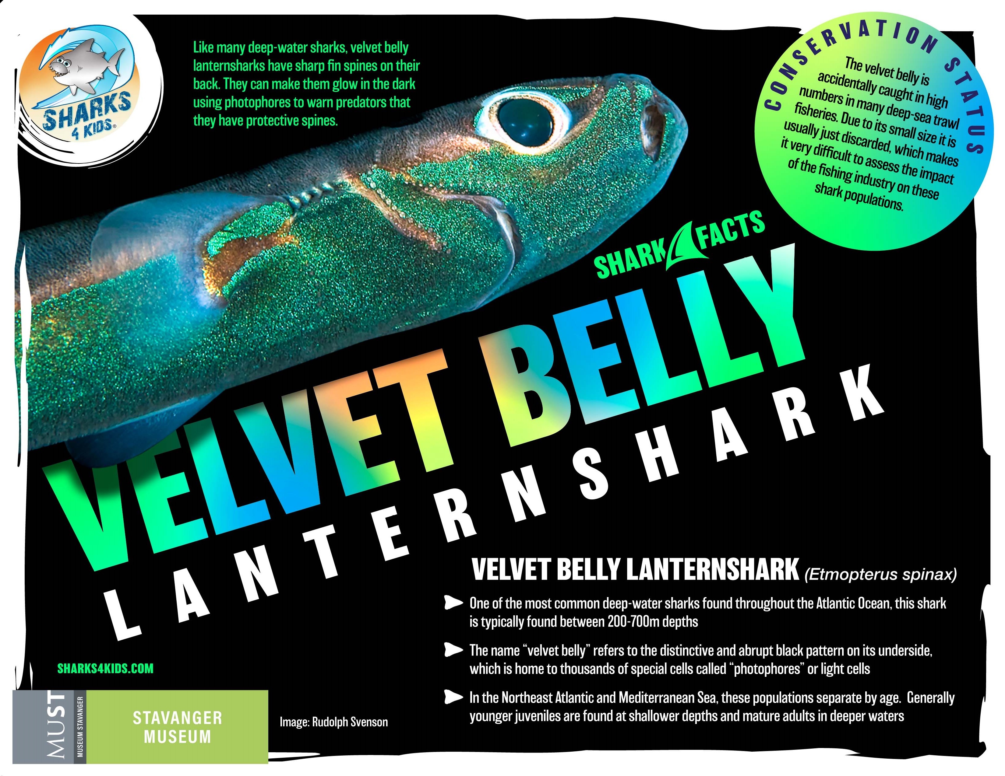 Velvet Belly Fact Sheet