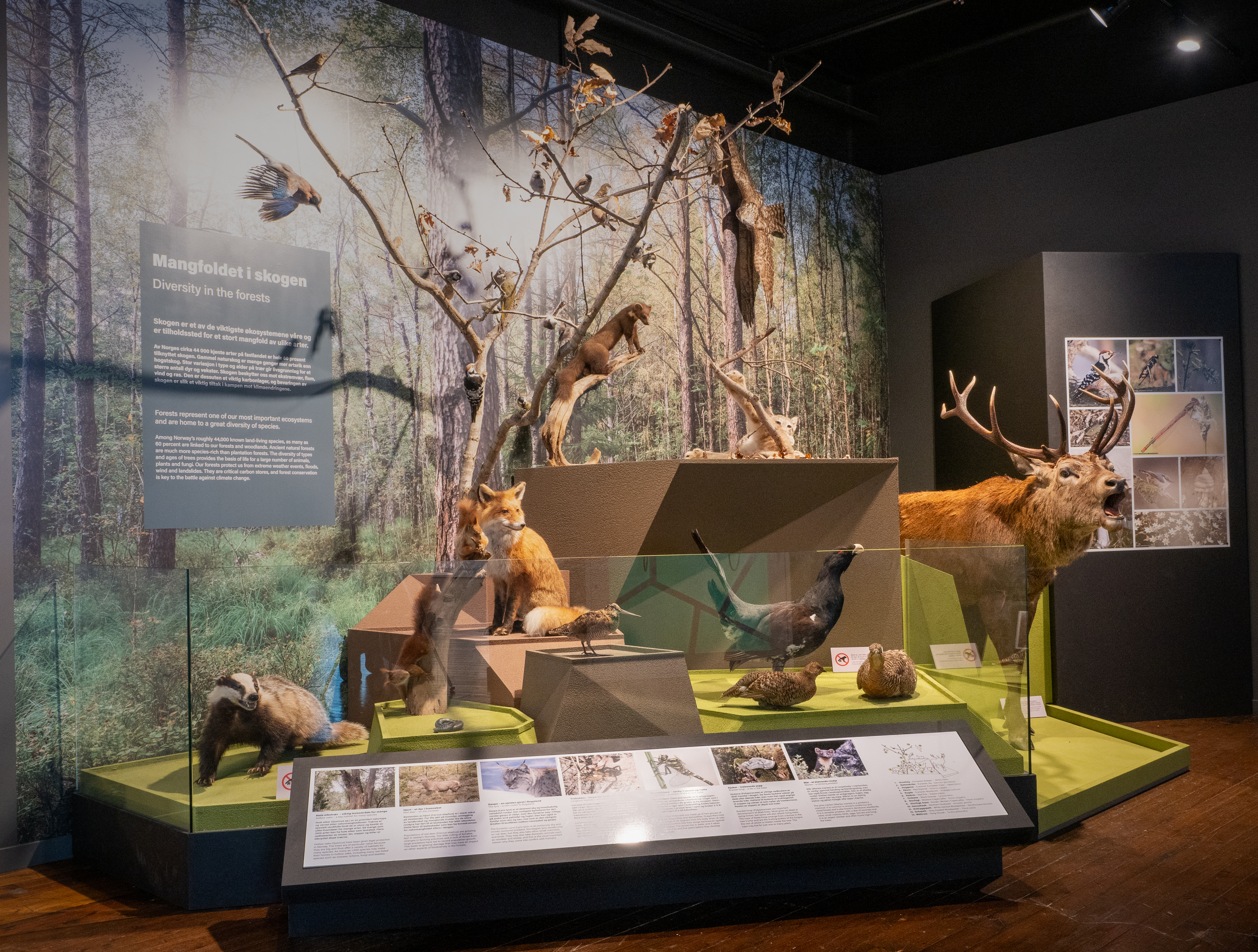 Skog økosystem vår natur