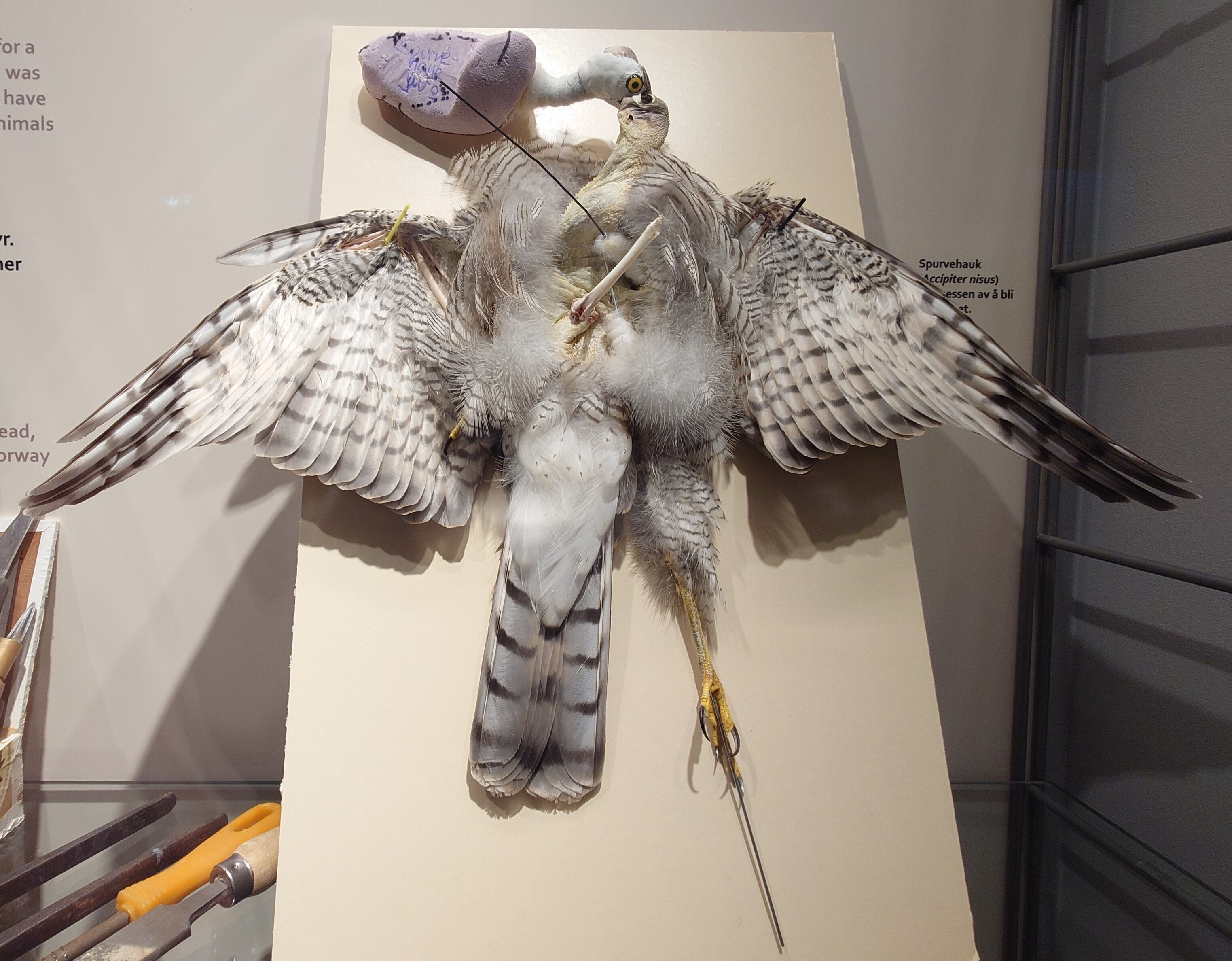 Sparrowhawk taxidermy