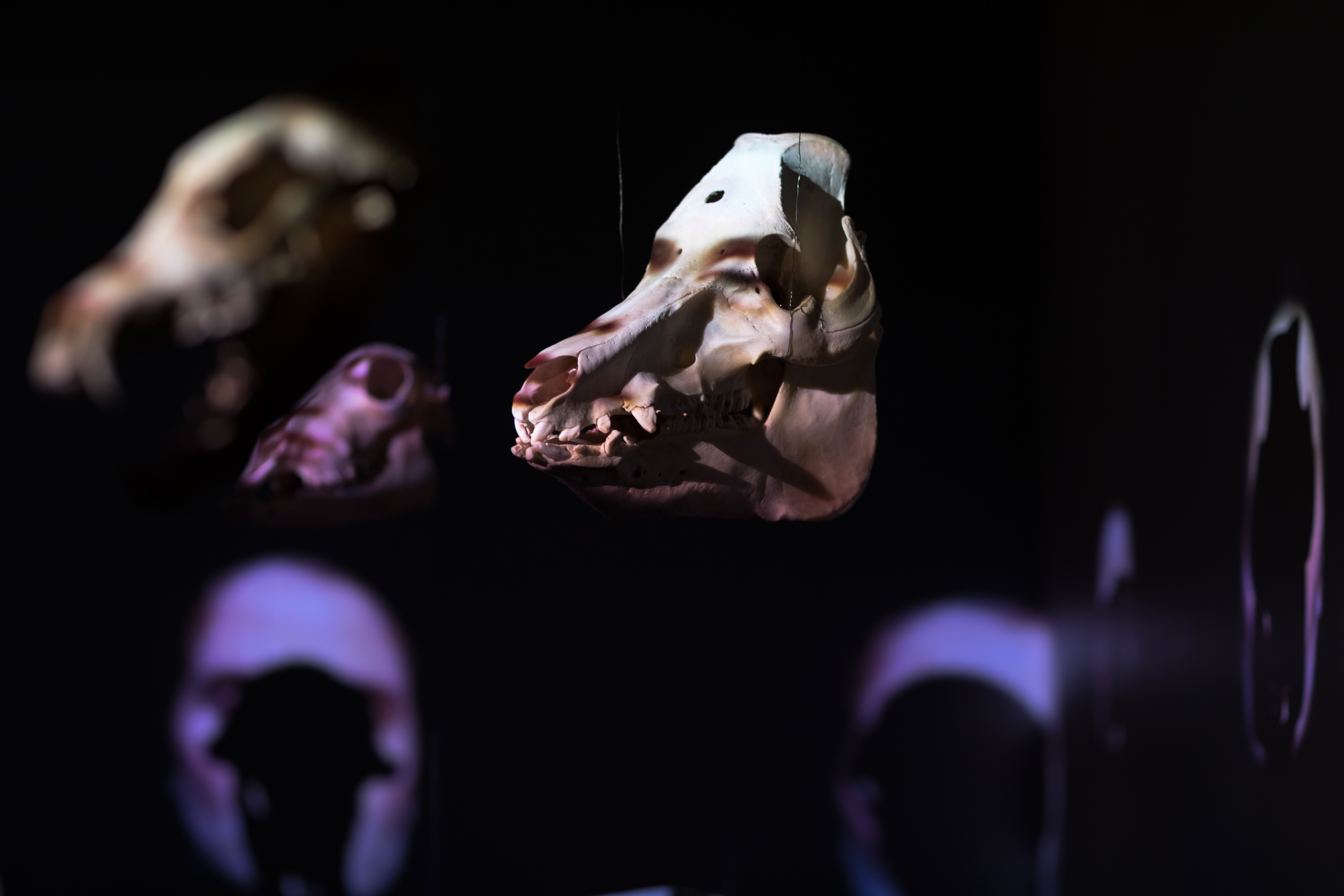 Kraniumkor bruker hodeskaller fra Stavanger museums samlinger, her tamgris. Foto: Oddbjørn Erland Aarstad. Kraniumkor bruker hodeskaller fra Stavanger museums samlinger, her tamgris. Foto: Oddbjørn Erland Aarstad.