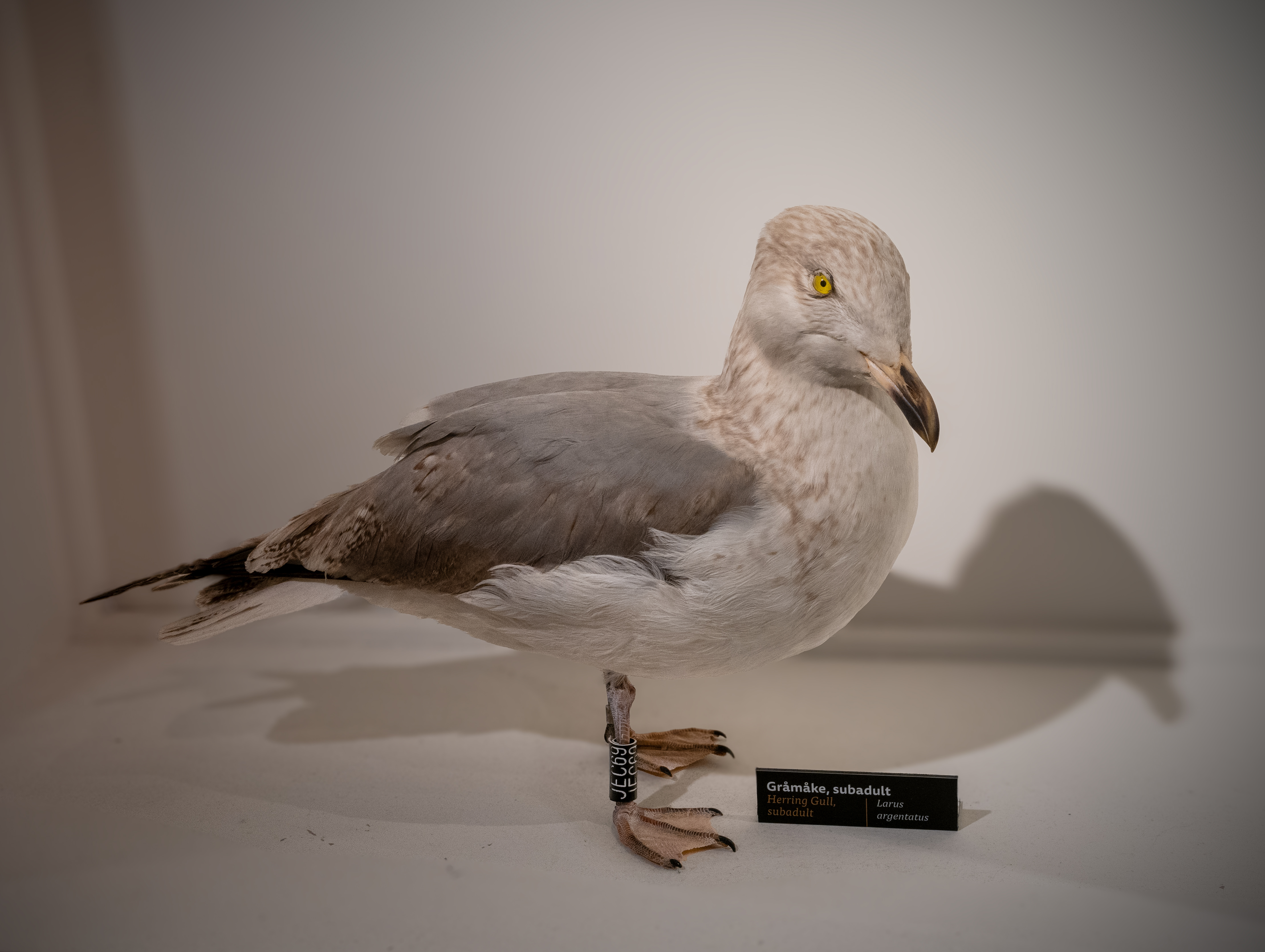 Gråmåke (Larus argentatus)